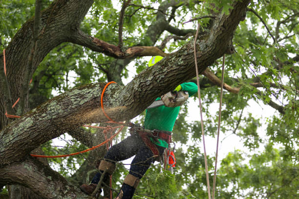 How Our Tree Care Process Works  in  Ashton Sandy Spring, MD