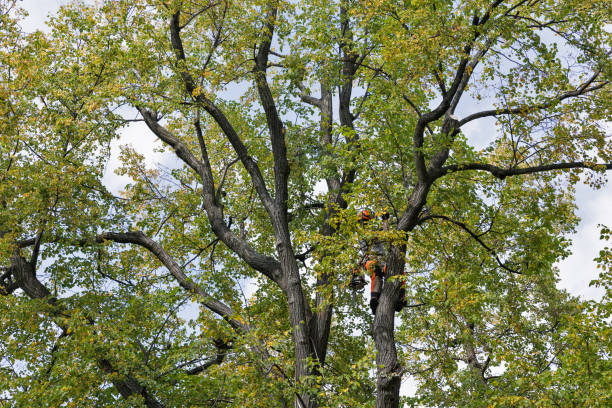 Trusted Ashton Sandy Spring, MD Tree Services Experts